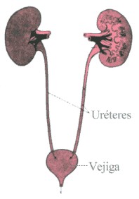 vias-urinarias-1
